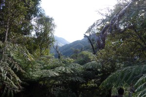 Aorangi forest
