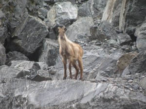 Tahr