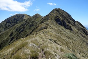 Tararua tussocks