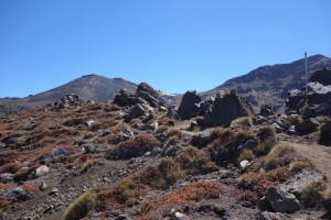 Tongariro tussocks