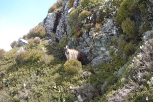 Tahr