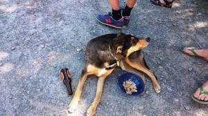 Scout refuelling after day 2