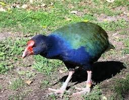 Behold a Takahe (not spotted during the race)